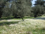 Olive grove with daisies